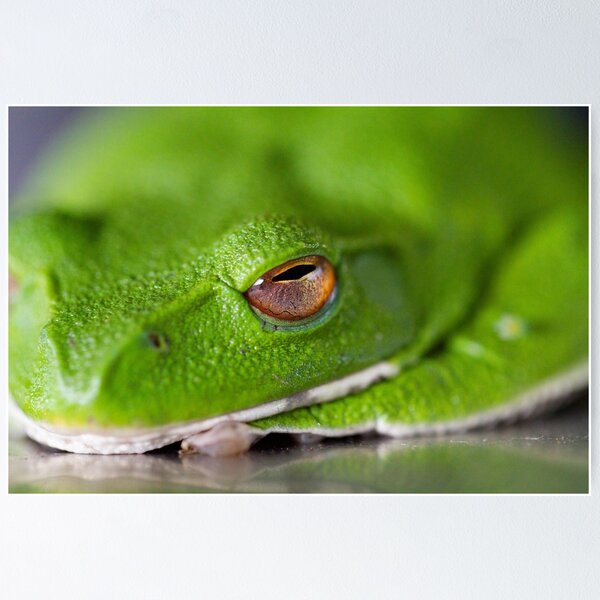 Item preview, Green Frog designed and sold by Philip Alexander.