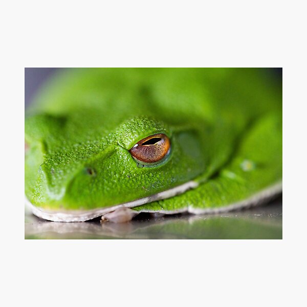 Item preview, Green Frog designed and sold by Philip Alexander.