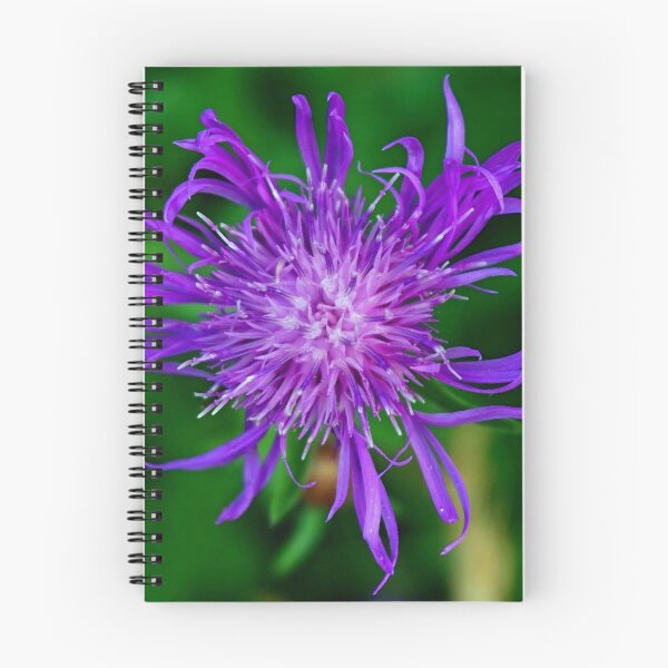 Item preview, Purple cornflower designed and sold by MarionsArt.