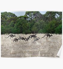 Roos On The Run Poster