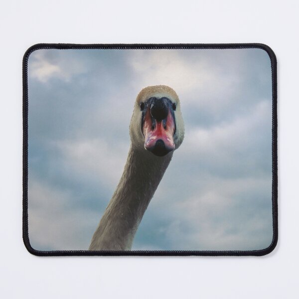 Item preview, Inquisitive swan designed and sold by WildEncounters.