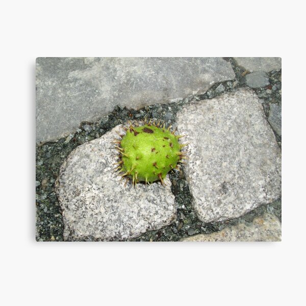 Metal Print