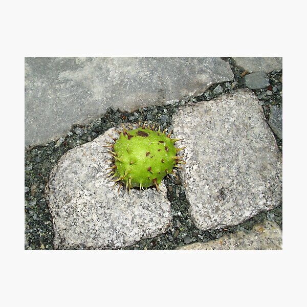Photographic Print
