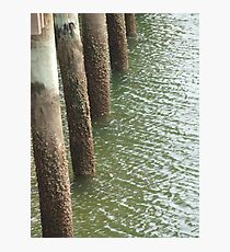 barnacles Photographic Print