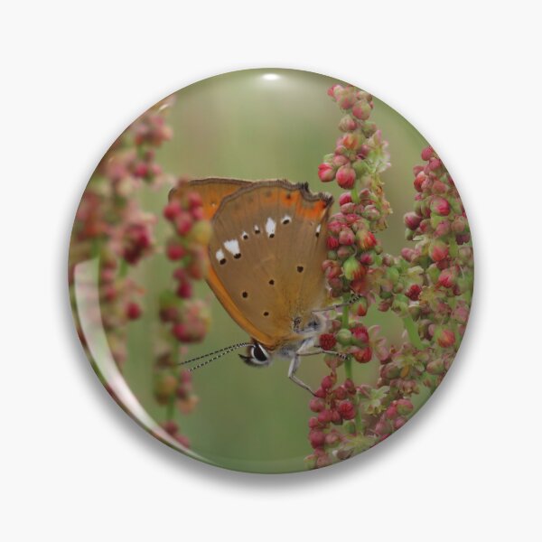 Item preview, Scarce copper butterfly on a sorrel plant designed and sold by WildEncounters.