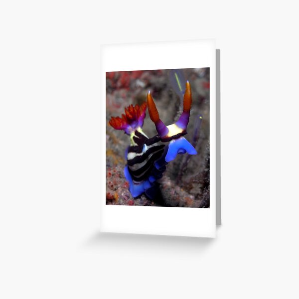 Item preview, Devil Nembrotha Nudibranch designed and sold by daveharasti.