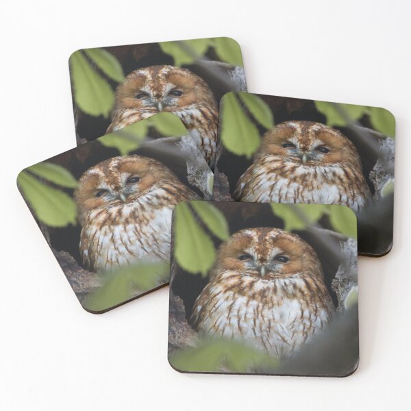 Item preview, Owl designed and sold by WildEncounters.
