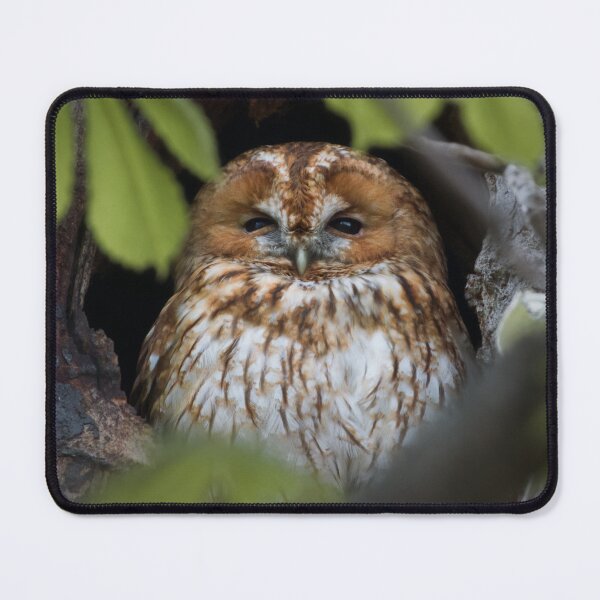 Item preview, Owl designed and sold by WildEncounters.