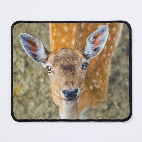 Item preview, Beautiful young fallow deer designed and sold by stevanovicigor.