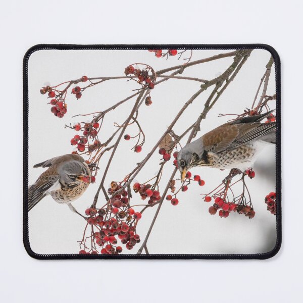 Item preview, Two fieldfares perch on a branch, eating berries designed and sold by Piotr Front.