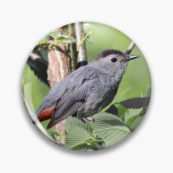Item preview, Gray Catbird 1 designed and sold by RickShag.