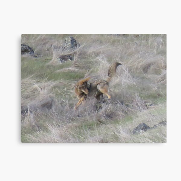 Coyote hunting mice Metal Print