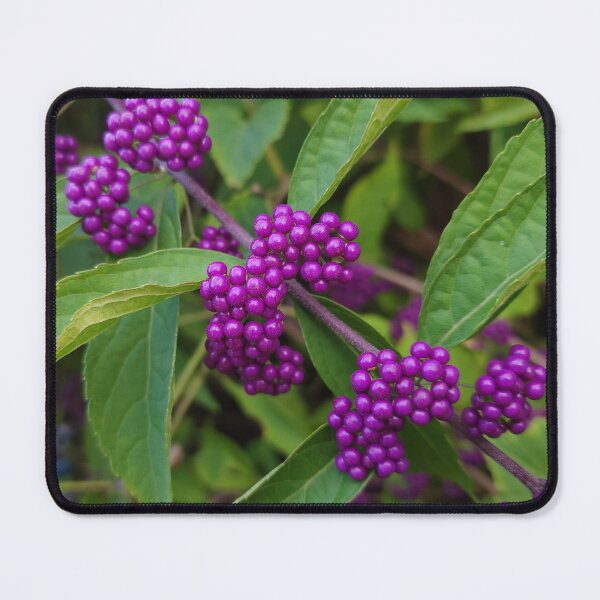 Item preview, Bright Purple Beautyberry designed and sold by Jeanne Kramer-Smyth.