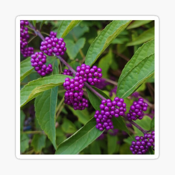 Bright Purple Beautyberry Sticker