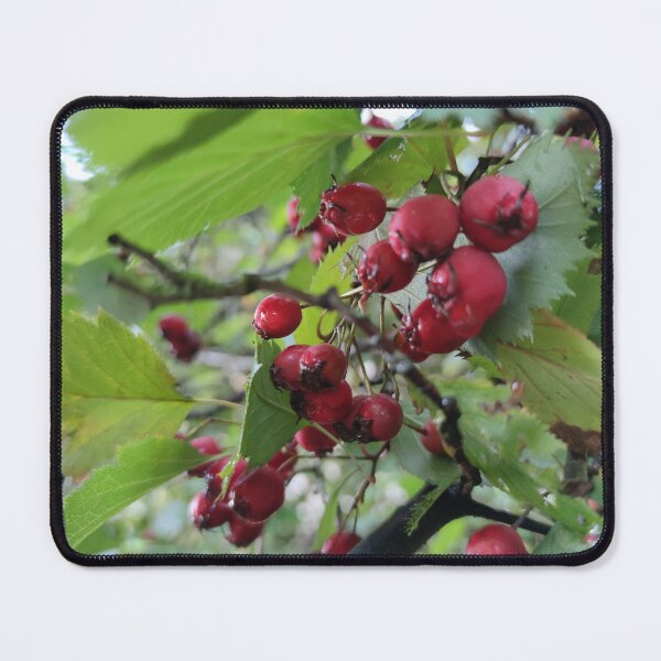 Item preview, Bird treat Hawthorn - I saw a blackbird feasting on them. designed and sold by tshuki.