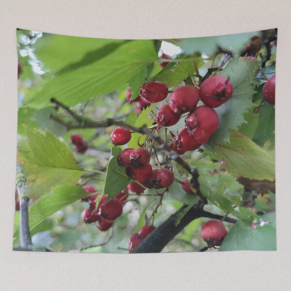 Item preview, Bird treat Hawthorn - I saw a blackbird feasting on them. designed and sold by tshuki.