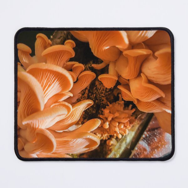 Item preview, Pink Oyster Mushrooms designed and sold by Alec Bochar.