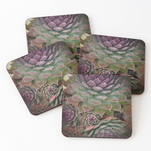 Item preview, Succulents designed and sold by Alec Bochar.