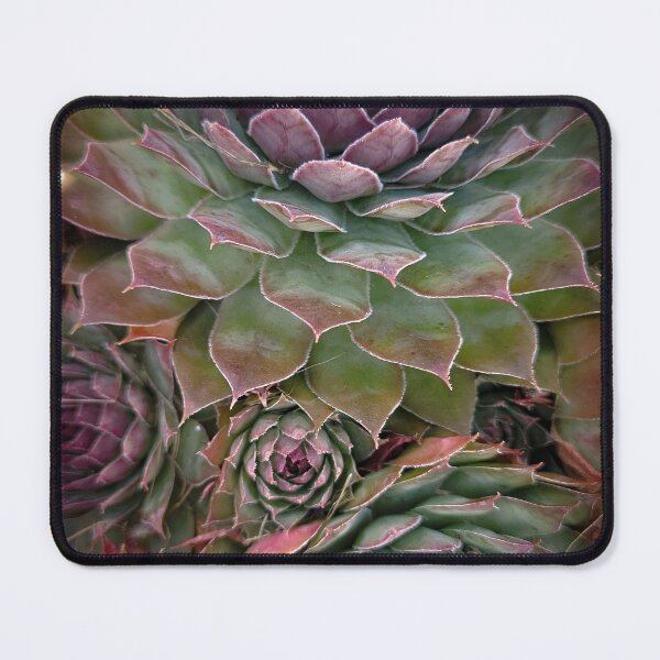 Item preview, Succulents designed and sold by Alec Bochar.