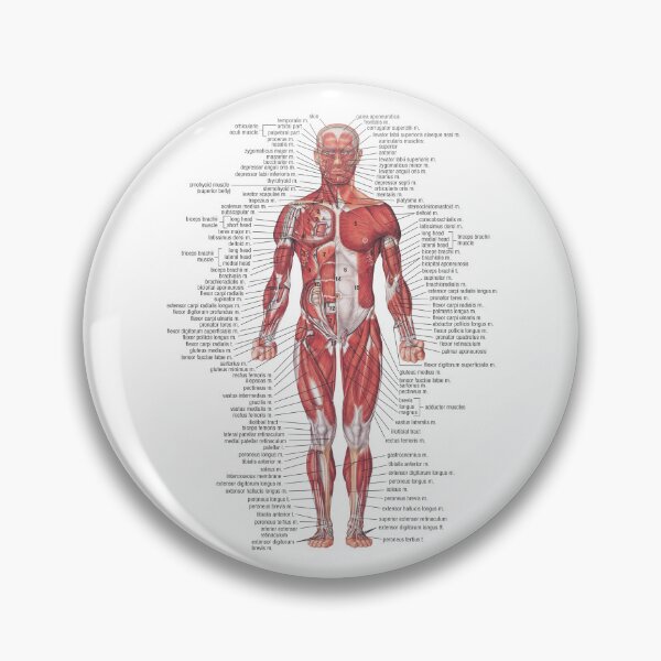 Item preview, Muscular System of the Human Body designed and sold by Hoorahville.