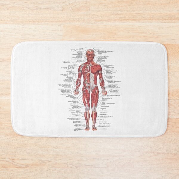 Item preview, Muscular System of the Human Body designed and sold by Hoorahville.