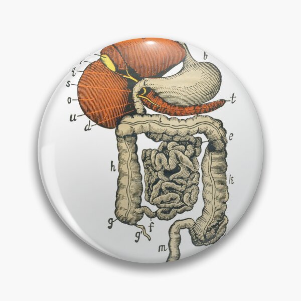 Item preview, Digestive System Diagram designed and sold by Hoorahville.