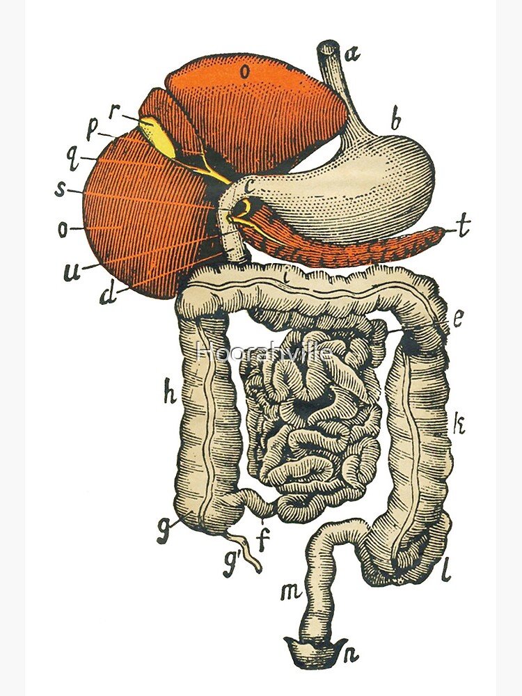 Draw a well labelled diagram to show digestive system in humans. (3)​ -  Brainly.in