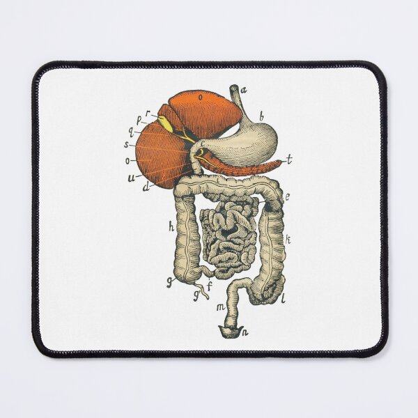Item preview, Digestive System Diagram designed and sold by Hoorahville.
