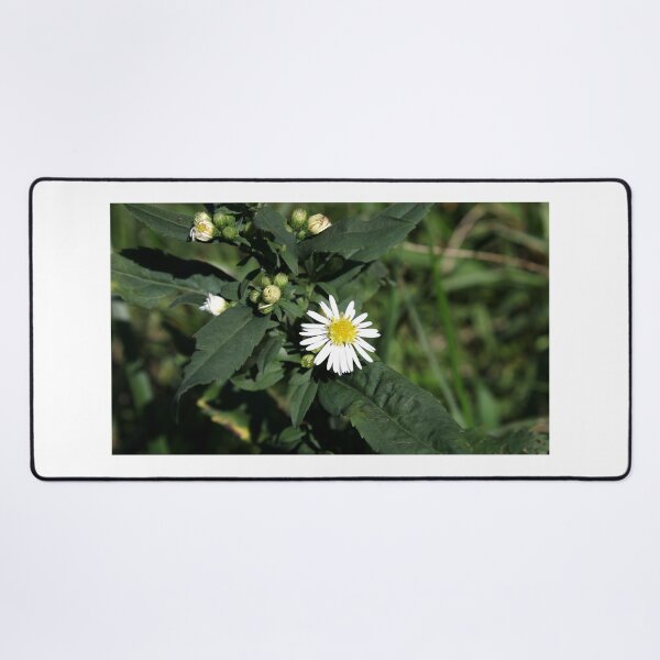 Item preview, Fleabane designed and sold by McFleur's Lens.