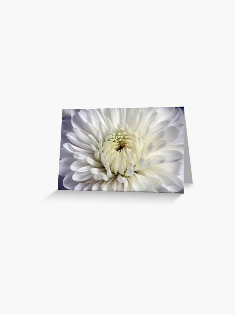 Tarjetas de felicitación «Crisantemo blanco» de skenworthy | Redbubble