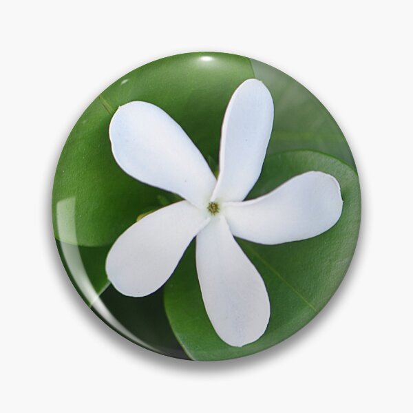 Item preview, Single white Natal plum flower with lovely green leaves designed and sold by IPPhotography.