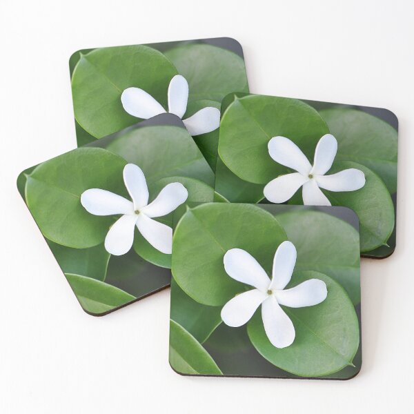 Item preview, Single white Natal plum flower with lovely green leaves designed and sold by IPPhotography.