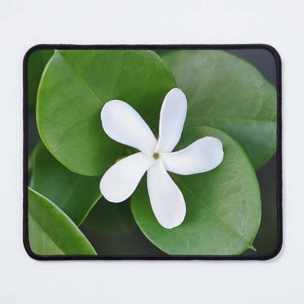 Item preview, Single white Natal plum flower with lovely green leaves designed and sold by IPPhotography.