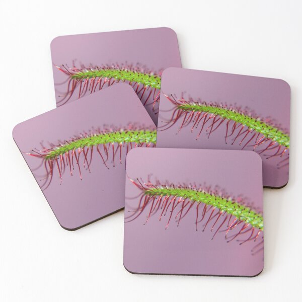 Item preview, Drosera Capensis (no dew) designed and sold by JMDesignHouse.