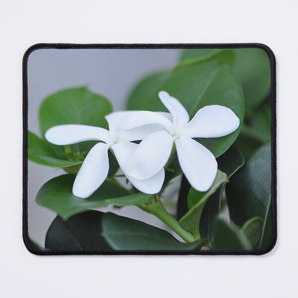 Item preview, Two White Natal Plum Flowers with green leaves designed and sold by IPPhotography.
