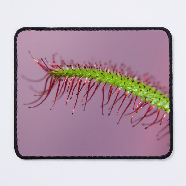 Item preview, Drosera Capensis (no dew) designed and sold by JMDesignHouse.