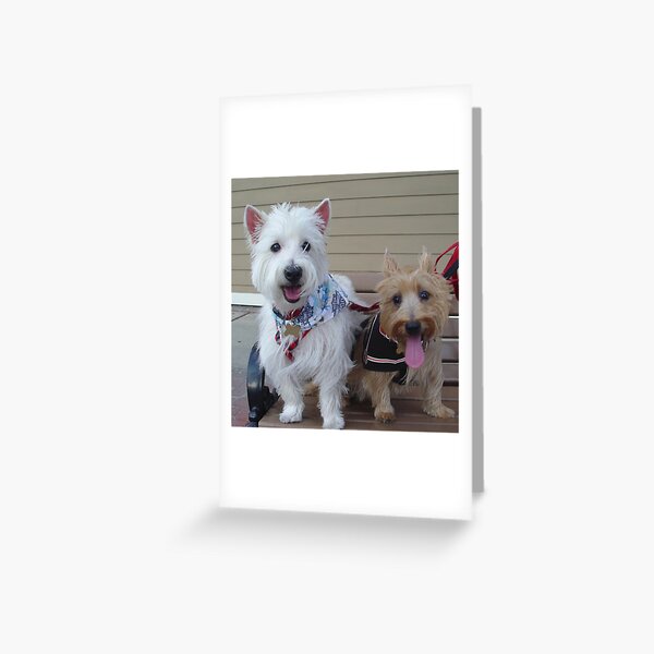 Westie and Cairn Greeting Card