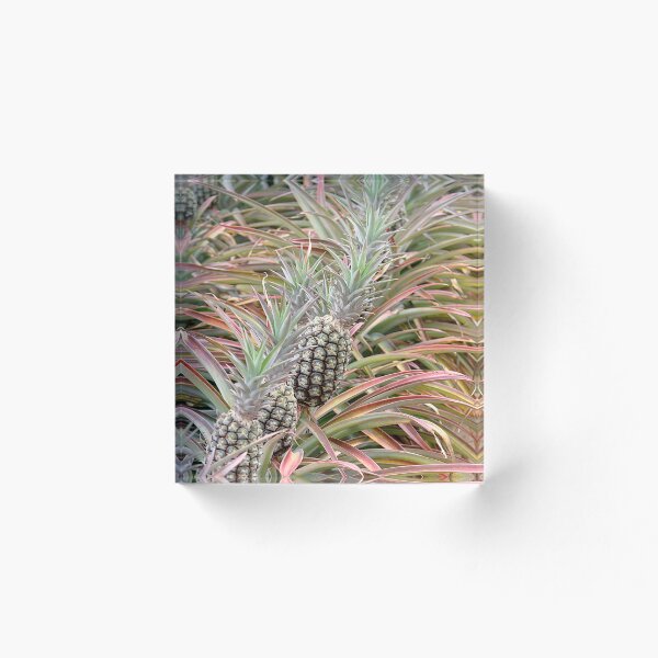 Item preview, Filas de deliciosas piñas maduras en la planta designed and sold by IPPhotography.