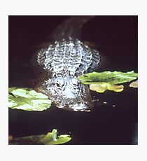 Gator Photographic Print
