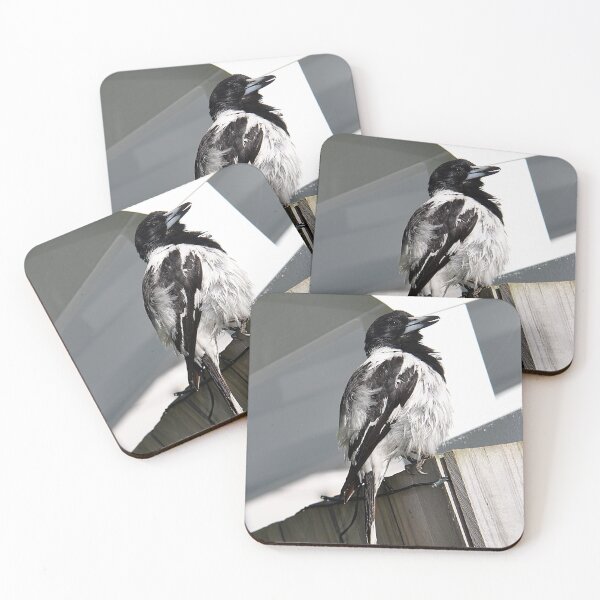Item preview, Pied Butcherbird resting on a wooden post designed and sold by IPPhotography.