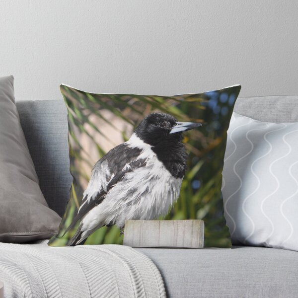Item preview, A fluffy pied butcherbird sitting on a wooden fence post designed and sold by IPPhotography.
