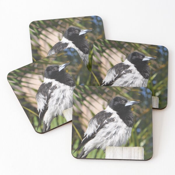 Item preview, A fluffy pied butcherbird sitting on a wooden fence post designed and sold by IPPhotography.