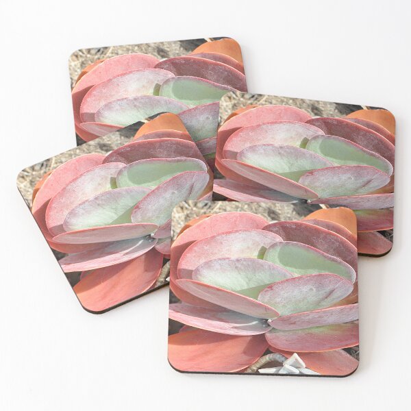 Item preview, Vivid red, orange and green flapjack paddle plant succulent designed and sold by IPPhotography.