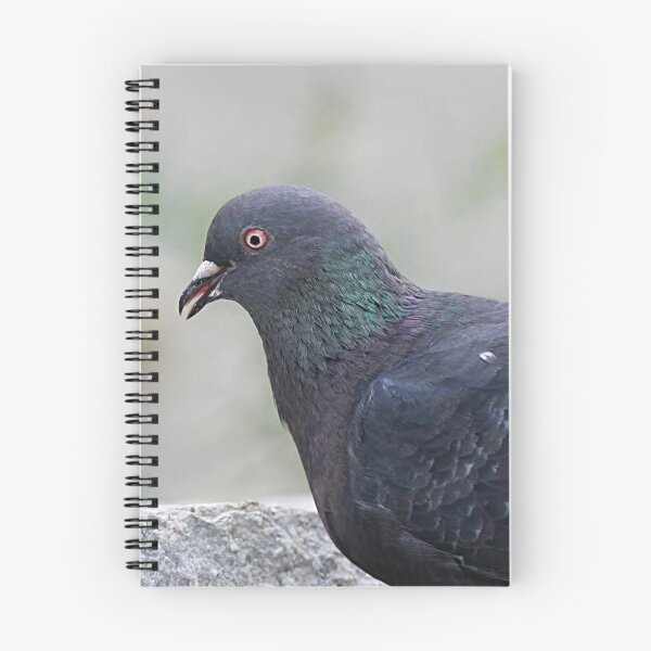 Item preview, Rock pigeon portrait designed and sold by Linda Crockett.