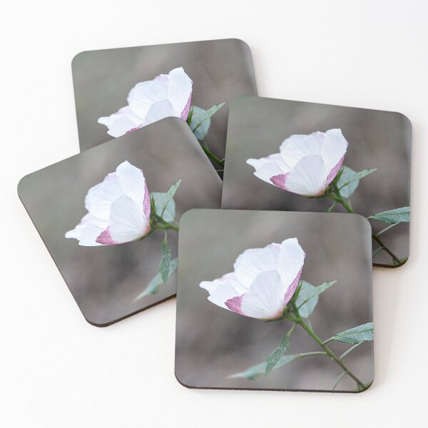 Item preview, Candy Stripe Spearleaf Swampmallow (Pavonia hastata) White and Pink Flower close-up  designed and sold by IPPhotography.