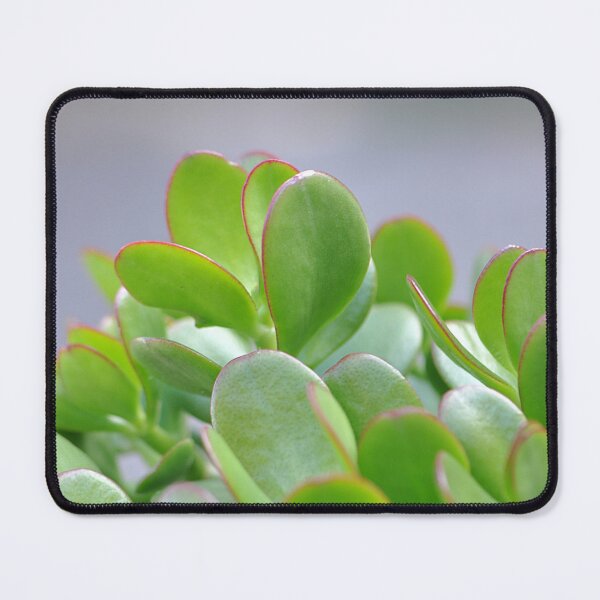 Item preview, Lucky Jade Plant Money Tree designed and sold by IPPhotography.