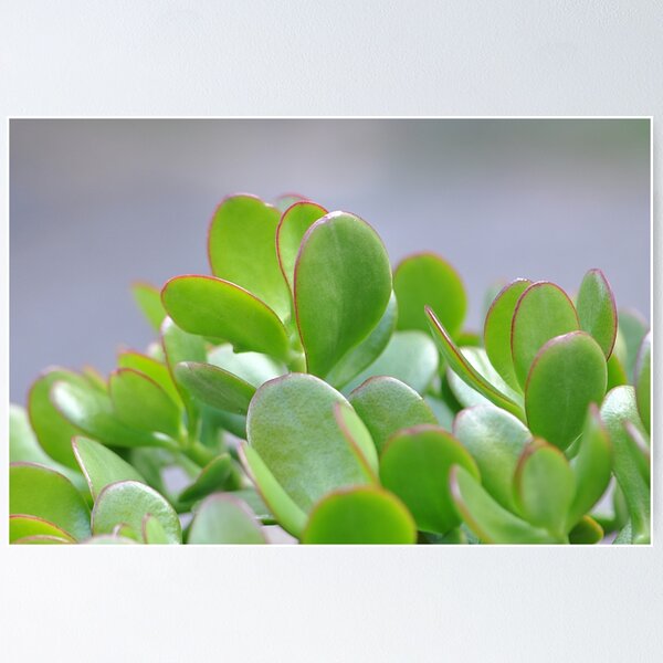 Item preview, Lucky Jade Plant Money Tree designed and sold by IPPhotography.