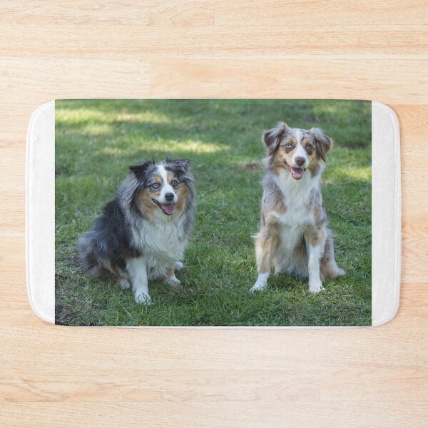 Item preview, 12 and 3 Years Old Mini Australian Shepherd Females designed and sold by yhelfman.