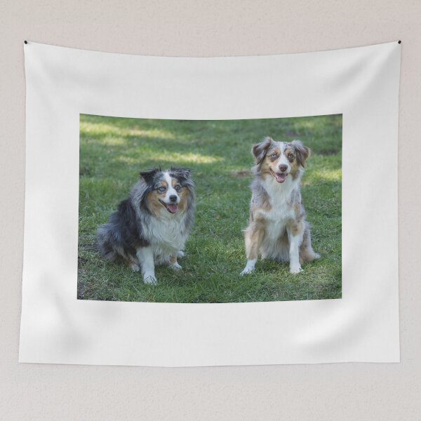 Item preview, 12 and 3 Years Old Mini Australian Shepherd Females designed and sold by yhelfman.