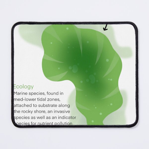 Item preview, Sea Lettuce designed and sold by CoastalArts.